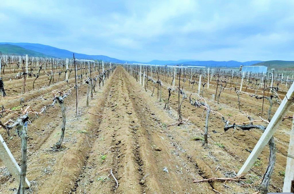 В Каякентском районе проходят весенние полевые работы