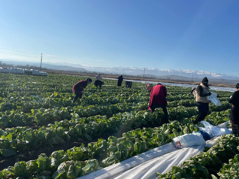В Дагестане стартует программа грантовой поддержки участников СВО «Агромотиватор»