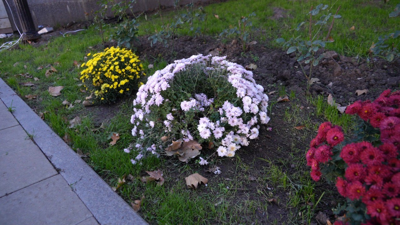 Цветочный вандализм в Махачкале: с главной площади столицы украли цветы