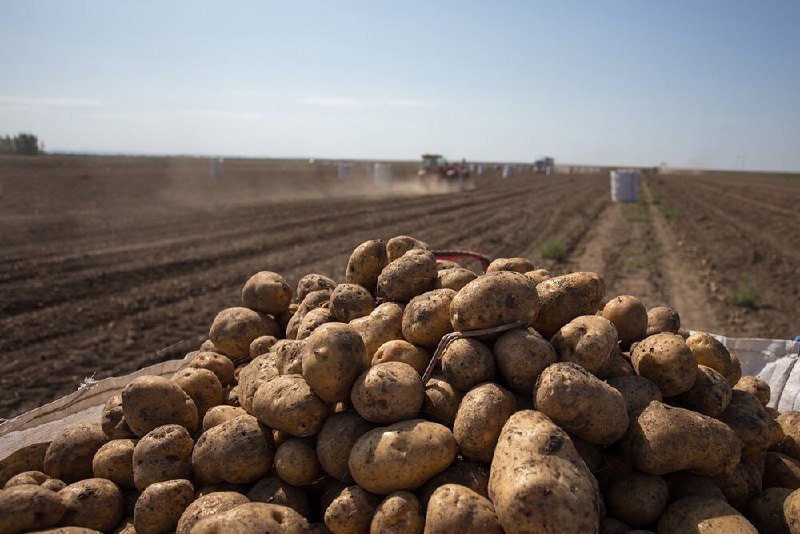 Дагестан в 2023 году на 27% увеличил площадь под картофелем