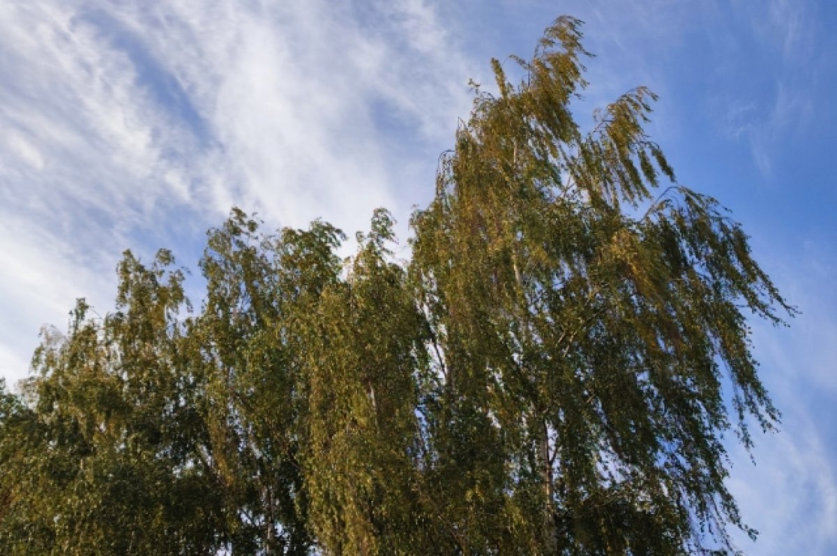 МЧС: «В Дагестане ожидается усиление ветра до 20 м/с»