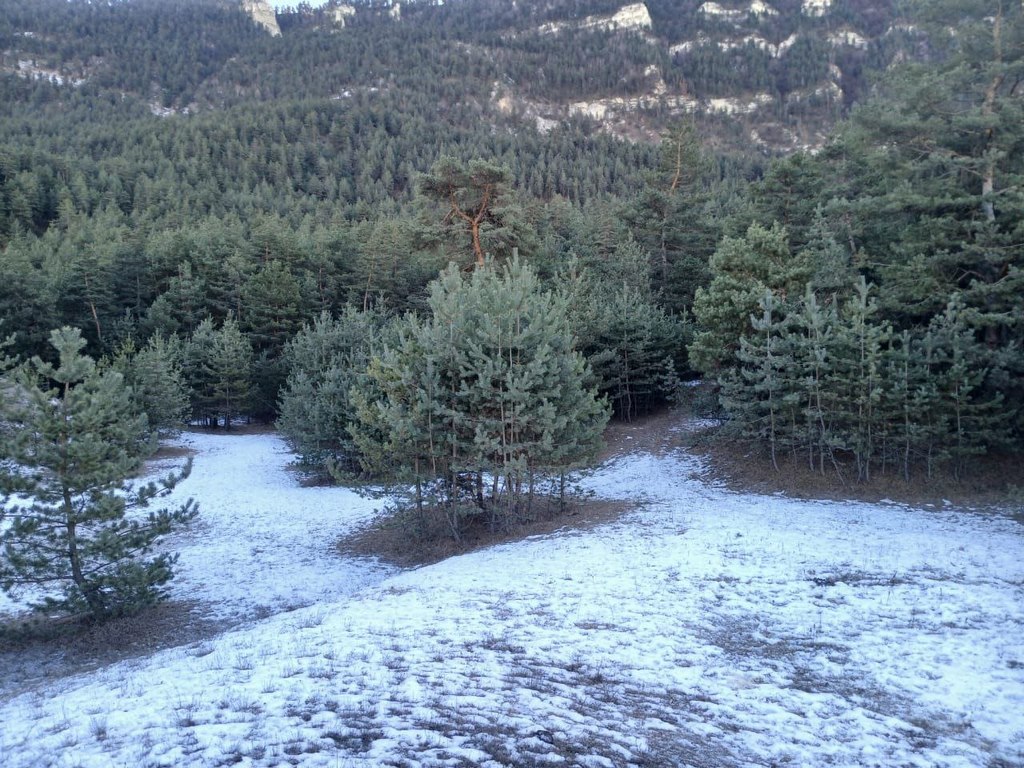 В Дагестане за 2024 год восстановили более 250 га лесов