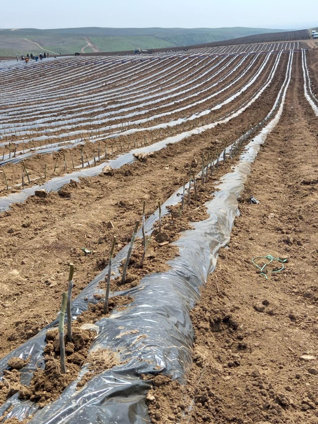 Аграрии Дагестана стали кратно меньше завозить импортные саженцы для садоводства