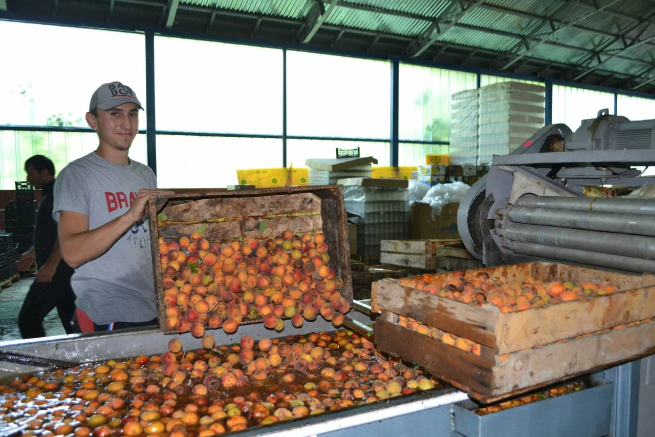 Дагестан ищет инвесторов, которые запустят проекты переработки овощей