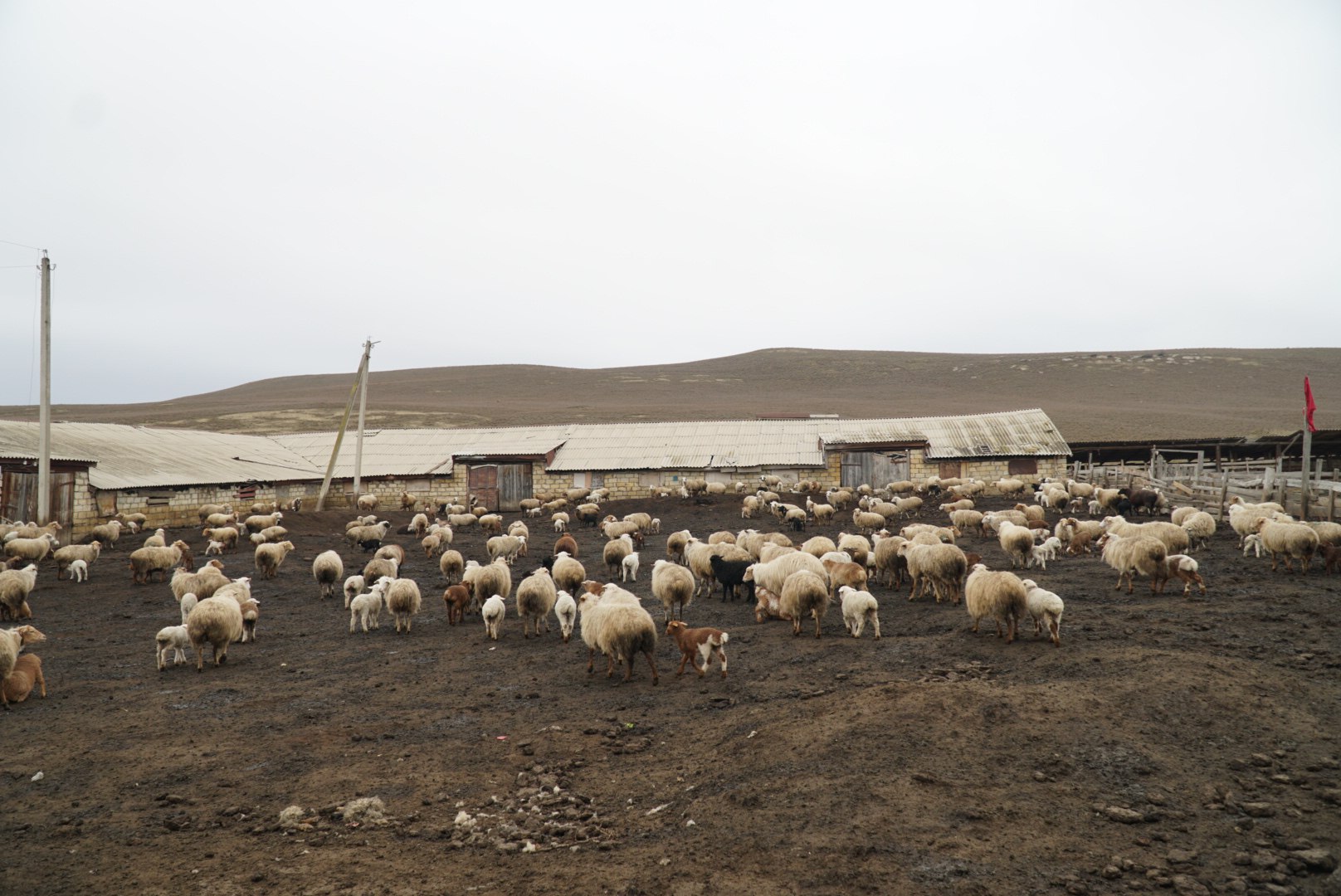 Дагестан наращивает производство и переработку мяса и молока