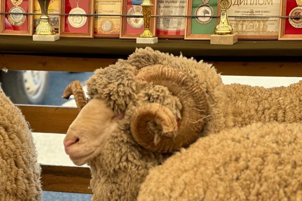 Дагестан может стать лидером страны в глубокой переработке шерсти – Минсельхоз РД