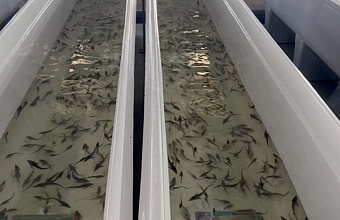 Каспийское море пополнится еще 140 тыс. мальков осетровых рыб