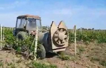 Виноградари Хасавюртовского района наращивают производство янтарной ягоды