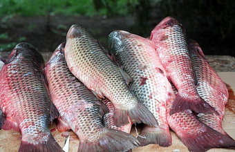 В Дагестане с начала года добыто более 22,8 тысячи тонн рыбы