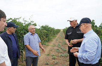 В Дагестане инвестор возродил сельские земли, заложив 150 га новых виноградников