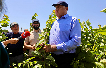16 га садов и 12 га плодопитомника заложили в Хасавюртовском районе