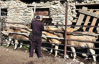 В хозяйствах Гунибского района провели мероприятия по вакцинации домашнего скота
