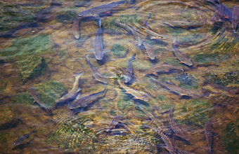 Дагестан в 2025 году намерен вырастить не менее 8 тыс. тонн рыбы