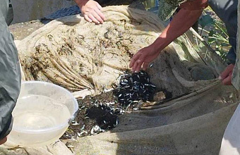 В Каспийское море выпущено более 10 млн штук молоди кутума
