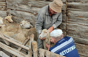 В обстановке благополучия. Комитет по ветеринарии Дагестана подвел итоги прошлого года