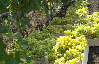 В Каякентском районе проходит уборка ранних сортов винограда