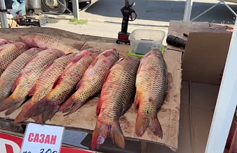 Дагестан экспортировал в зарубежные страны 1,2 тыс. тонн рыбы