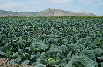 Первая партия весенней капусты из Дагестана отправилась в Москву