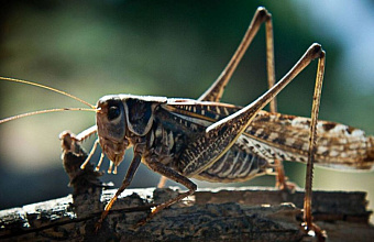 На севере Дагестана отмечено отрождение личинок мароккской саранчи