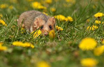 Мышевидные грызуны не угрожают урожаю и посевам в Дагестане – Россельхозцентр
