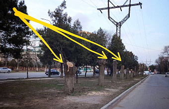 Власти Махачкалы обещали разобраться с фактом вырубки деревьев на центральном проспекте