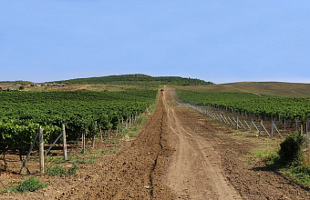 Современное виноградарство Кайтагского района выходит на новый уровень