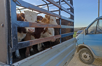 В Дагестане Россельхознадзором выявлены нарушения в части содержания домашнего скота