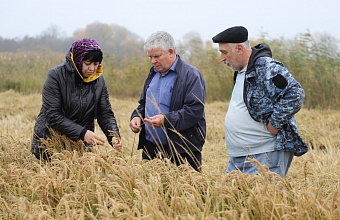 В Кизлярском районе продолжается уборка риса