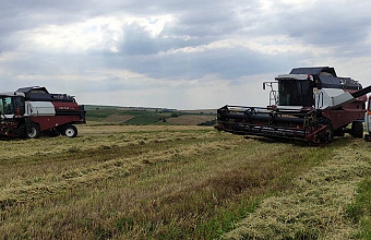 В Казбековском районе проходит уборка озимой пшеницы