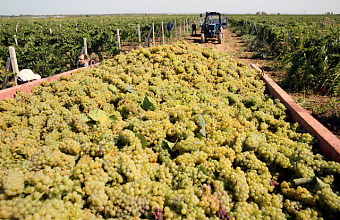 В Каякентском районе подвели итоги уборки урожая винограда