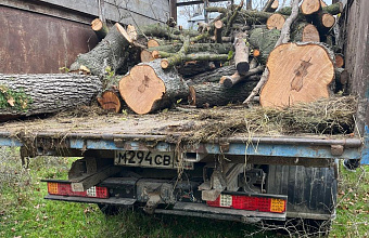 Лесники Дагестана выявили факты незаконной вырубки деревьев в Хасавюртовском районе