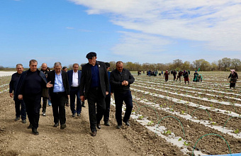 В Дагестане впервые приступают к масштабной посадке кабачков на 50 га