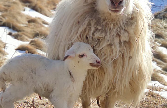 Участники выставки племенных овец в Каспийске смогут выиграть живого барана