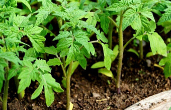 В Буйнакском районе Дагестана введен карантин из-за вируса мозаики пепино