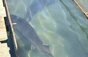 Объемы выращивания осетровых в Дагестане выросли на 18%