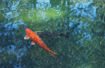 Дагестан увеличил производство форели в 1,7 раза – власти