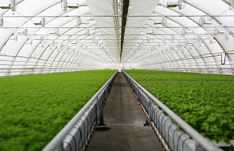 Теплицы в Дагестане незаконно потребили газ на 60 млн рублей