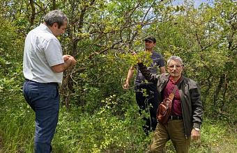 В Карабудахкентском лесничестве обнаружили очаг заболеваний дубовых насаждений
