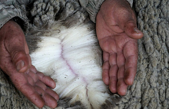 В Дагестане в рамках шерстяного кластера реализуют инвестпроекты на 350 млн рублей