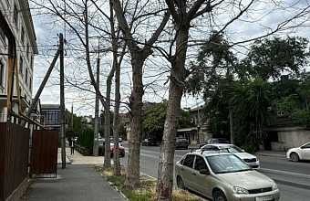 Минприроды РД оценило в более 360 тысяч рублей ущерб, нанесенный зеленым насаждениям Махачкалы
