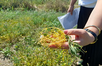 В Левашинском районе Дагестана введена карантинная зона из-за опасного сорняка