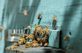 Пчеловодов Дагестана с осени 2025 года обязали проходить маркировку