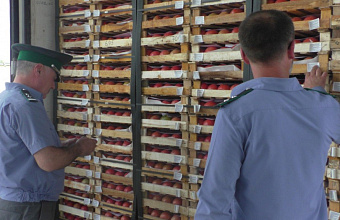 В Дагестане выявили карантинные объекты в плодоовощной продукции из Азербайджана