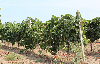 Россельхознадзор выявил дублирование виноградников в Дагестане