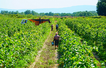 Площадь закладки винограда в Дагестане к концу года превысит 1500 га