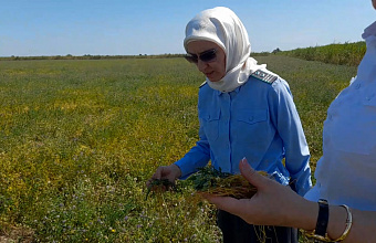 Карантинные зоны в Дагестане увеличились на 850 тысяч гектаров