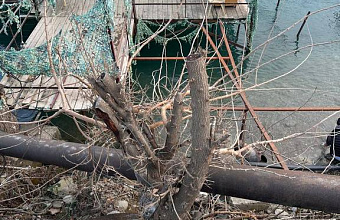 Дагестанец ответит в суде за незаконную рубку деревьев на берегу реки Сулака