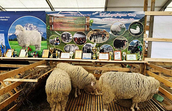 Племенные хозяйства Гунибского района принимают участие в юбилейной XXV Российской выставке племенных овец и коз