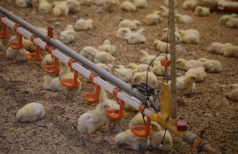 Россельхознадзор Дагестана заявил о рисках заноса гриппа птиц