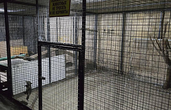 В Махачкале сотрудники Минприроды Дагестана изъяли незаконно содержавшегося енота